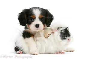 King Charles pup with black-and-white guinea pig