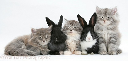 Sleepy Maine Coon kittens, 8 weeks old, with rabbits