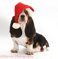 Basset Hound pup wearing a Santa hat