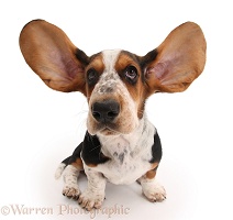 Basset Hound pup with ears up