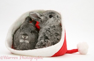 Two baby rabbits in a Santa hat
