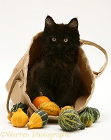 Black Maine Coon kitten in a bag of gourds