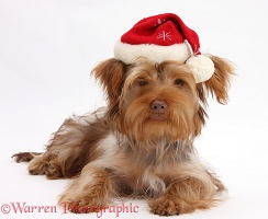 Yorkie x Poodle pup with Santa hat on
