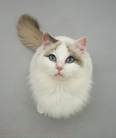 Lilac bicolour Ragdoll cat looking up