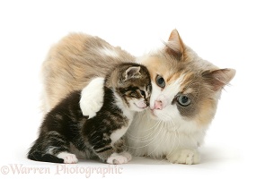 Mother cat and kitten