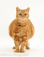 Pregnant ginger cat