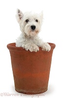 Westie in a large flowerpot