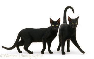 Two black Oriental cats
