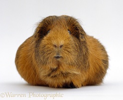 Pregnant Red agouti guinea pig with very large belly