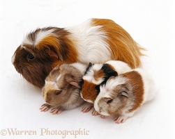 Crested Guinea pig with babies