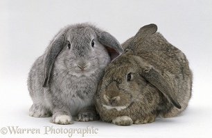 Silver male and Agouti female French lop-eared rabbits