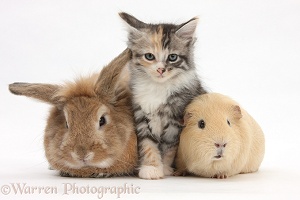 Sandy rabbit and Maine Coon-cross kitten and guinea pig