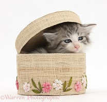 Maine Coon-cross kitten, 7 weeks old, in a basket