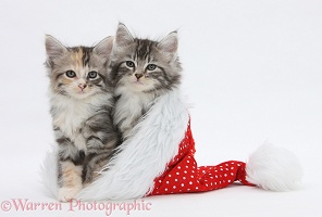 Maine Coon-cross kittens in a Santa hat
