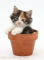 Maine Coon-cross kitten in flowerpot