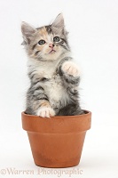 Maine Coon-cross kitten in flowerpot