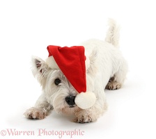 Playful Westie wearing a Santa hat