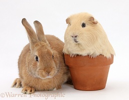 Sandy rabbit and yellow Guinea pig in a flowerpot