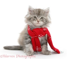 Maine Coon kitten wearing a Christmas scarf