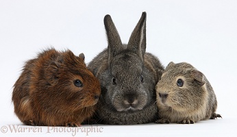 Baby agouti rabbit and baby Guinea pigs