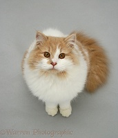 Fluffy ginger-and-white cat