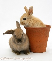 Baby rabbit in an earthenware flowerpot