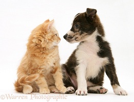 Mongrel pup and ginger Maine Coon kitten