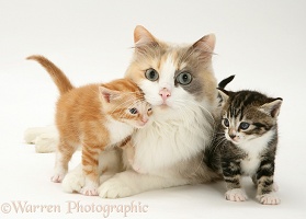 Mother cat and kittens