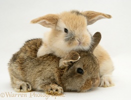 Baby sandy and agouti Lop rabbits