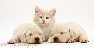 Sleepy Labrador pups and kitten
