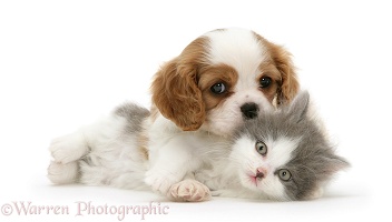 King Charles pup meets a kitten