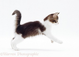 Brown-and-white kitten pouncing