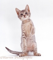 Silver tabby kitten standing up