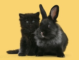 Black kitten with black Lionhead-cross rabbit