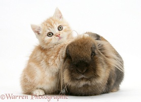 Ginger kitten with Lionhead rabbit