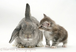 Tabby kitten with grey windmill-eared rabbit