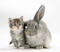 Tabby-tortie kitten with grey windmill-eared rabbit