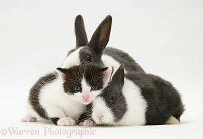 Black-and-white kitten with grey-and-white Dutch rabbits
