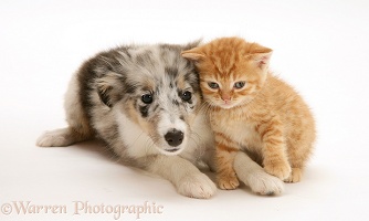 Sheltie pup and ginger kitten
