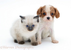 King Charles pup with Ragdoll kitten