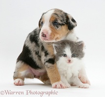 Border Collie pup and kitten