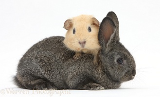 Baby agouti rabbit and baby yellow Guinea pig