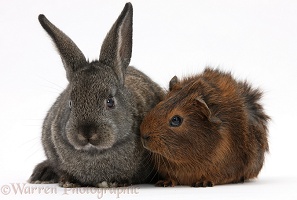 Baby agouti rabbit and baby red-agouti Guinea pig