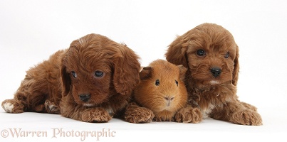 Cavapoo pups, 6 weeks old, and red Guinea pig