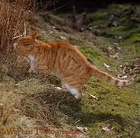 Ginger cat sniffing