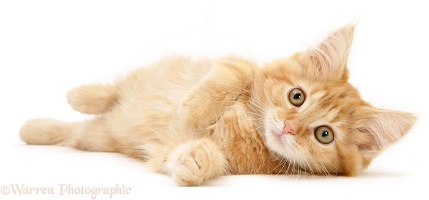 Ginger Maine Coon kitten lying on its side