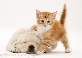 Red tabby kitten with Golden Retriever pup