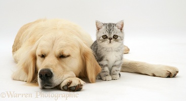 Silver tabby Exotic kitten and sleepy Golden Retriever