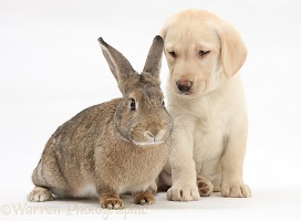 Yellow Labrador Retriever pup, 8 weeks old, and rabbit