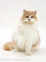 Ginger-and-white cat with raised paw